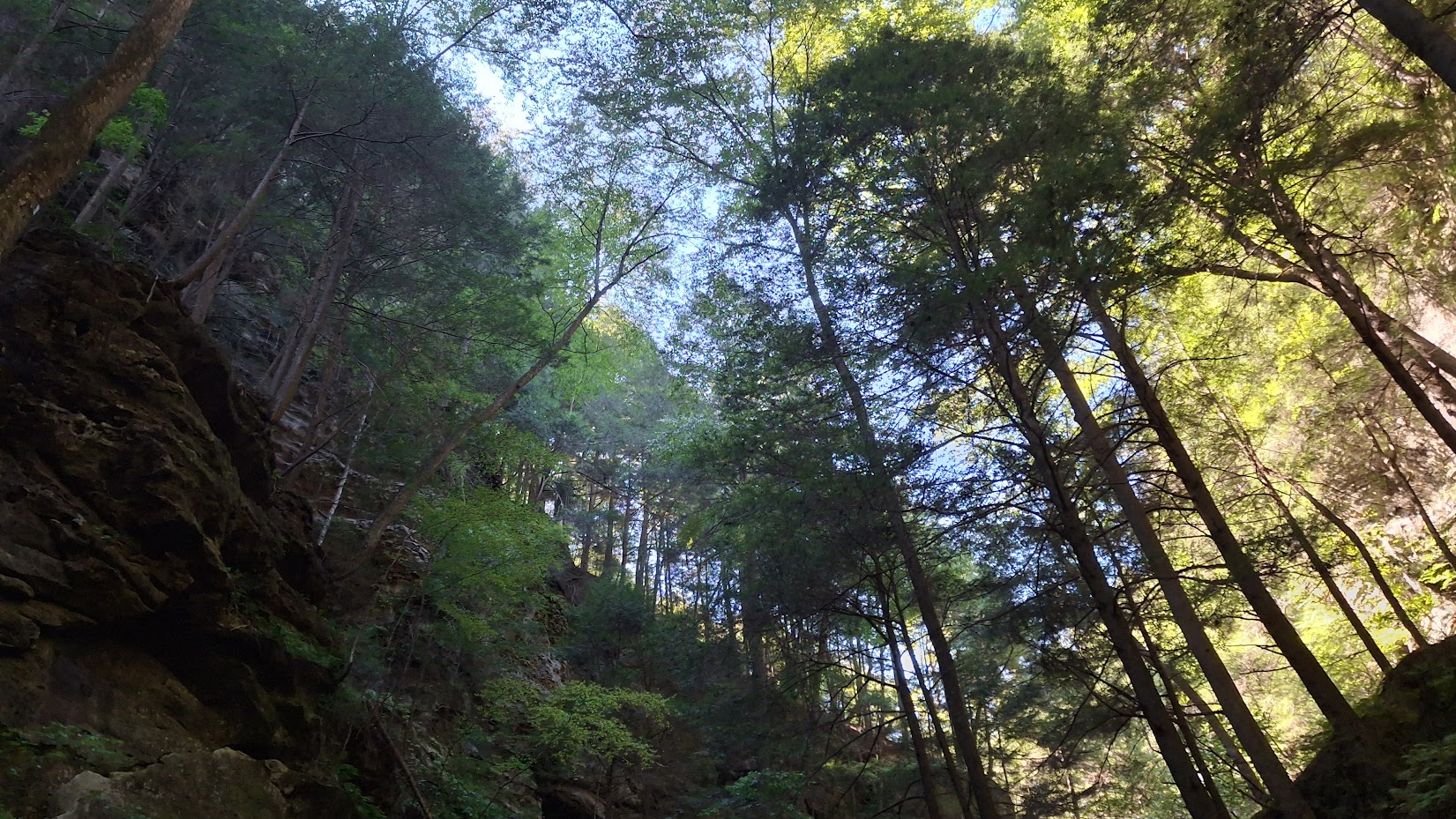 Daylight photograph of tall trees and cliff walls from the bottom of a gorge.