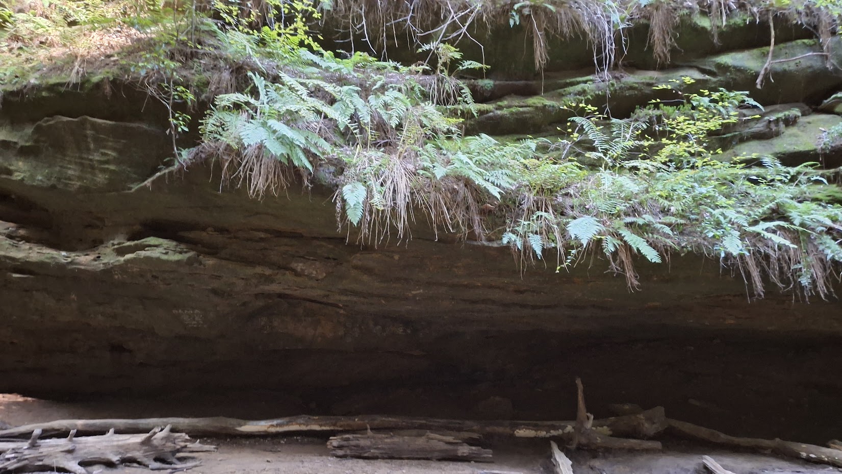 Ferns and other greenery sprout on an rockshelf overhang.
