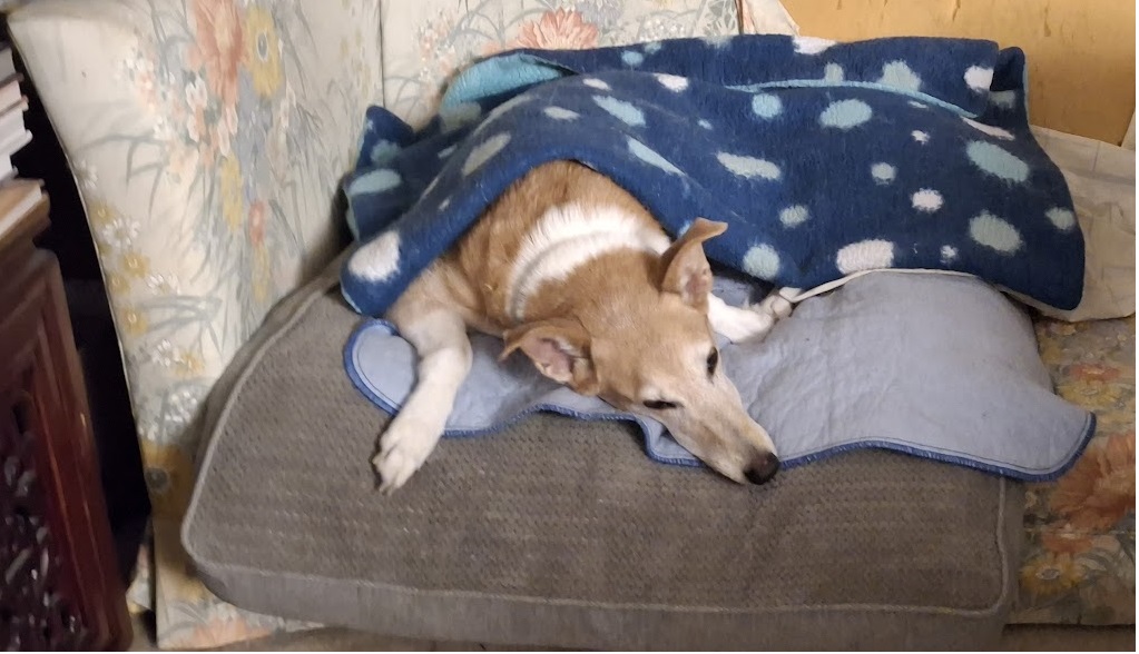 Tired collie mix sprawled on a cushion and covered in a fleece blanket. 