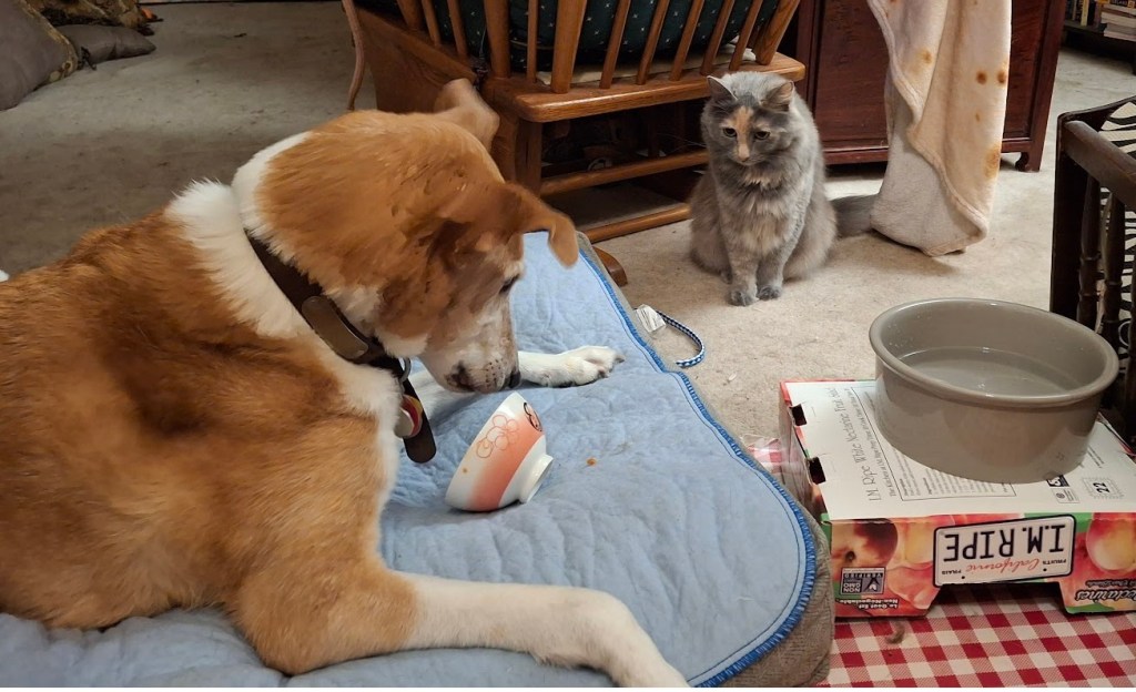 A collie mix on a dog bed stares at an overturned rice bowl with drops of pureed pumpkin on the pad.  A dilute tortoiseshell cat hunches beside him watching him intently. 