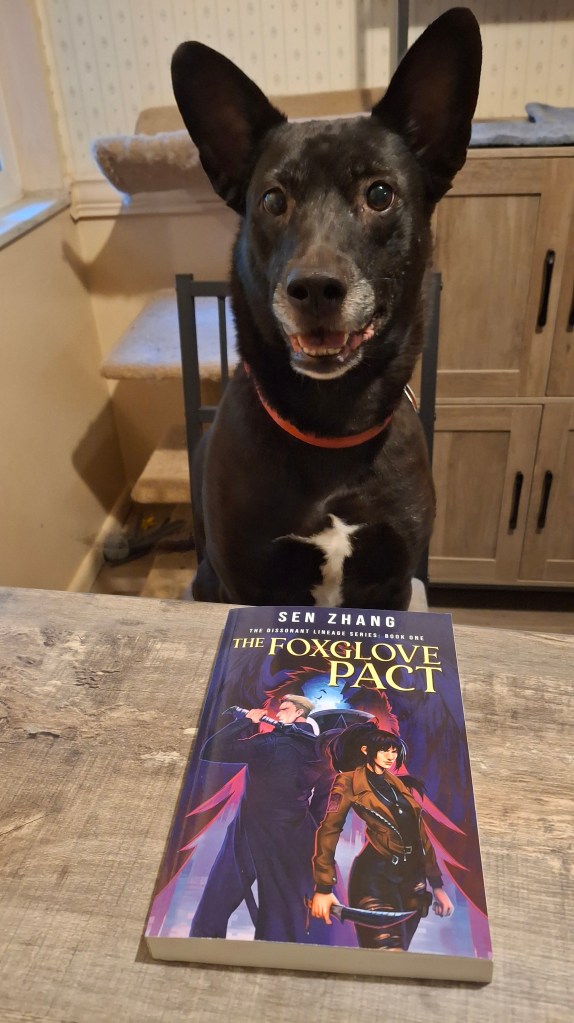 Medium sized black dog with ears up sitting in a chair at a table with the book The Foxglove Pact in front of him.