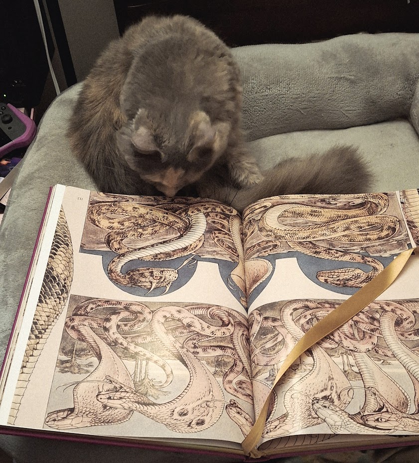 A tortoiseshell cat sniffs an open coffee table book, and it looks like she is inspecting the large prints of snakes.